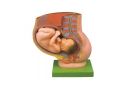 益联医学骨盆含妊娠九个月胎儿模型